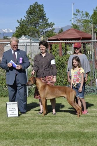 Keb & Kelly took his first points today! Congrats to Kelly & Keb on a huge win! Winner's Dog and Best of Winners at the Flatirons KC show in Longmont, CO!!
