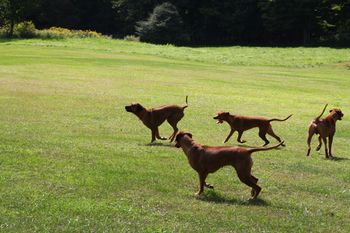 Kal and the kids playing frisbee
