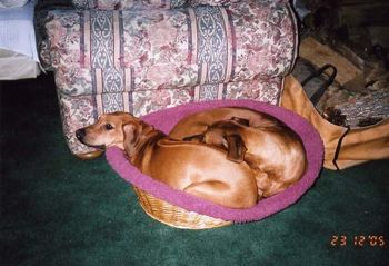 Reggie & Lexi share the cat bed
