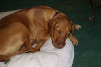 We had 4 visiting Ridgebacks here this week and Oliver is all tired out!
