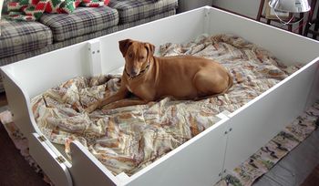 Elsa trying out the new whelping box just days before the event.
