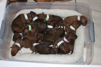 What a puppy pile!
