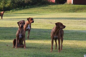 Madi, Oliver and Kal watching the swallows.
