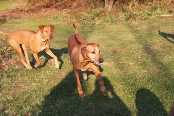 Java here with Elsa. They love to play together. Elsa was so excited to see mom Java when she came to visit yesterday!
