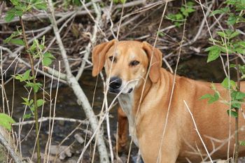 Allie our first Ridgeback looking for fish in the creek
