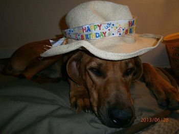 Rocky in his birthday hat.
