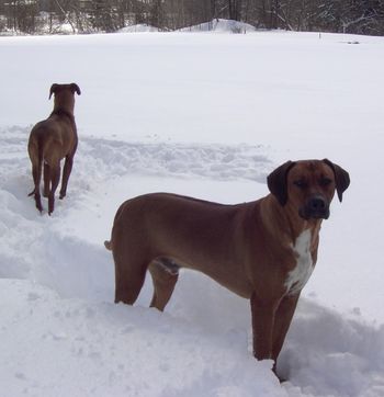 Kal & Reggie here after a huge snowstorm!
