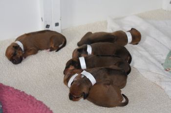 It can be like having two litters, here are the 6 girls.
