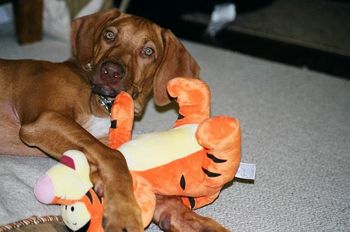 Kaden & Tigger at home in Philly!
