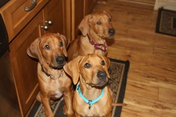 Jaz, Tango & Cash waiting for their dinner
