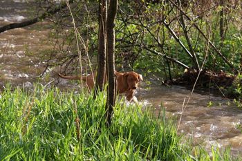 The creek is a fun place to play for the pups.
