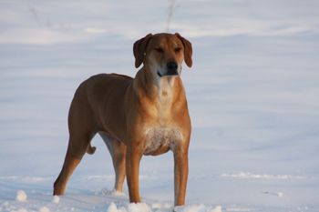 Our first Ridgeback Allie is now 8, and loves the snow
