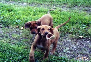 Elsa playing keep away from her litter mate.
