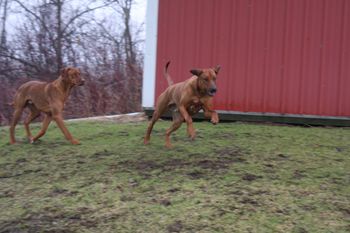 Oliver & Eli running out by the barn.
