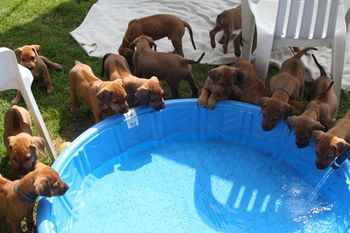 I think we are going to have another litter who loves water!
