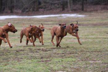 Reggie & Kal running with Madi, Oliver and Eli
