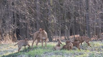 Elsa is ever watchful as she plays by the woods edge with her pups.
