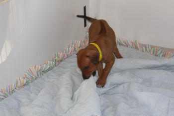 Atticus helping arrange the bedding.
