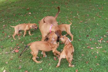Kali & Tango came today to take Cash home, she had a ball with all the puppies!
