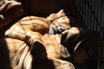 Puppies napping in the sun!

