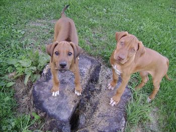 Kali & Olivia had a nice day playing today. They took their first road trip Sunday visiting families who are looking for a new Ridgeback puppy! Olivia is going to live with her new family at the end of the month.
