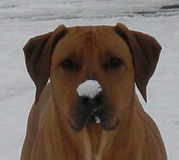 This is our Zeus at one year old. Thanks Isabel and Reinhardt for the photos. Elsa always comes in with a snow ball on her nose to!

