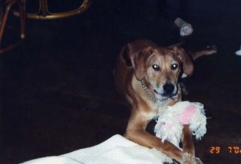 Allie as a puppy with her first stuffed toy.
