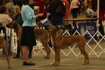 Heather & Madi waiting their turn in the breed ring.
