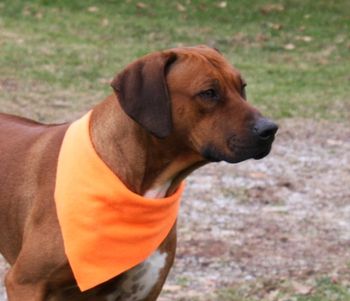 Hunting season is coming to a close and Kal is sporting his blaze scarf.
