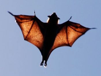The bats of Australia
