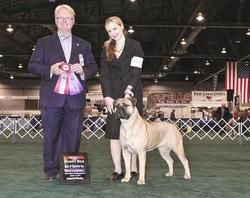 Polani's second major at the Mount Rainier Working Dog Club Show in Portland Oregon and New Champion!
