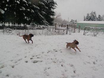 Polani and Prancer playing in the March 2012 snow.
