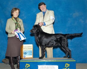 Angus (Ch Banquo's Hellz Bellz) finishing his championship with a 5 point major at the supported entry
