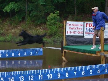 CH Banquo Murphy Chimes In Dock Dog competition
