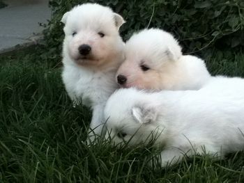 Puppies playing on grass at 3 weeks
