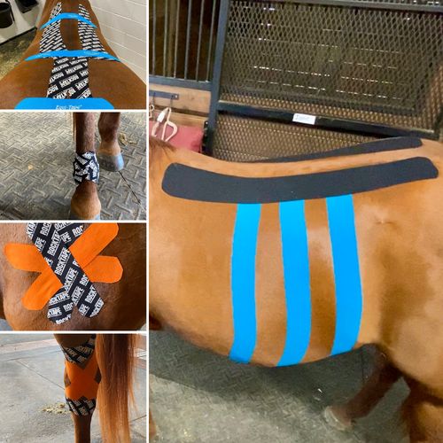 tape, equine therapy