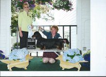 Ch Serenity's Play Boy Prince, RN CGC completed his Grand championship on June 20th going select at the GPDC specialty.

