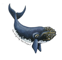 Whale sticker