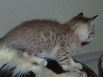 Pixie's Brown Spotted Female kitten OLIVIA (pink collar) showing spotted pattern developing @ 6 weeks.
