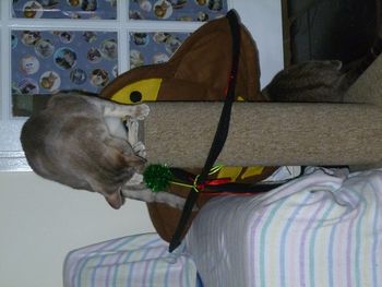 Harry, inventing yet another game tries to "implant" the kittens new activity mat onto a scratching post

