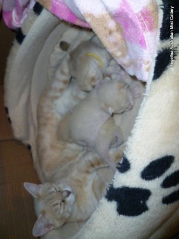 Ellie (Lilac spotted) and her "blonde" kittens.
