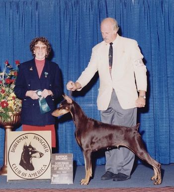MBISS/MBIS Am/Can Ch.Wrath's Tequila Sunrise -"Chi-Chi". Canada's #1 Doberman and # 6 and 7 All Breeds - 1994 and 1995. Award of Merit Winner, DPCA National specialty 1996