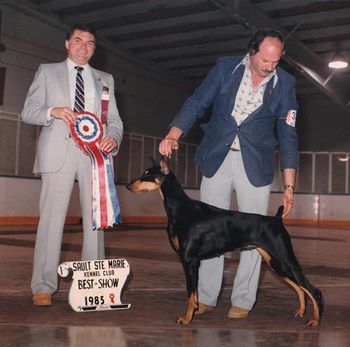 Am/Can/Bda Ch. Ambermark Accolade for Pip - "Cola" Multi BIS and the FIRST BITCH to win the DPCC National Specialty.