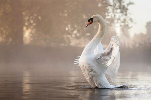 swan, swans, mute swan, swan symbolism, swan photography, swan photography by Kevin Day, the meaning of swans, Bodacious Copy Contact, Contact Bodacious Copy