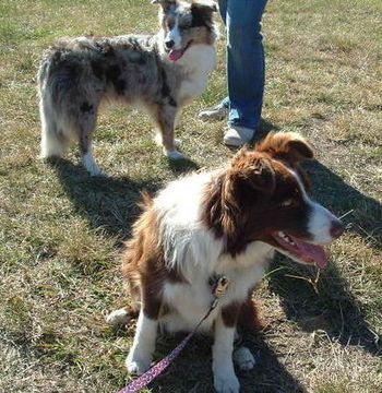 With my friend Elsa at Border Collie dog school (Bairnsdale Branch) July/August 2008
