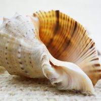 Sea Shell by Linda Billingham