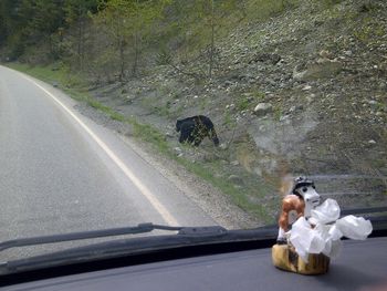 First bear of the season coming down out of the hills...
