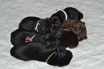 Maddie and Siblings - she is in white collar. Pic from Ashland Labradors
