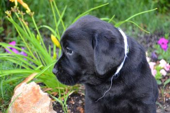 Sweet Baby Maddie - Pic from Ashland Labradors
