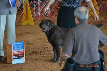 Lucas awarded his AKC Championship in Waynesville, NC
